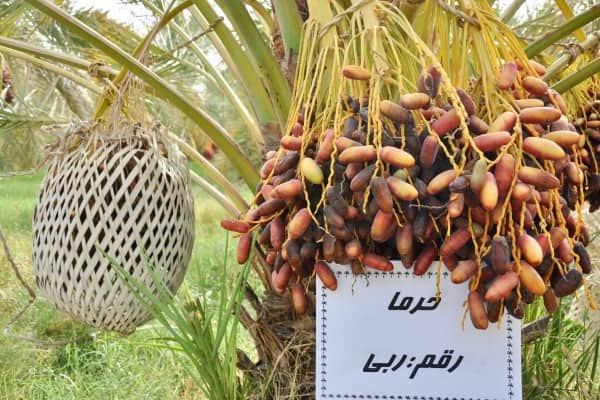 تصویر 4 از خرید خرما ربی سراوان + قیمت فروش استثنایی